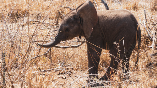 baby eleohant in national park photo