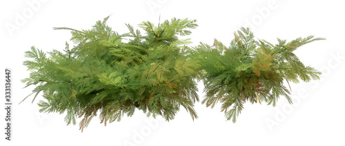 3D Rendering Chamomile Plants on White