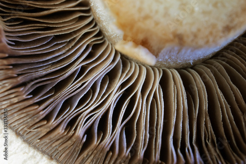 Champignon close-up, detailed macro photo. The concept of healthy food, vegetarianism, mushrooms.