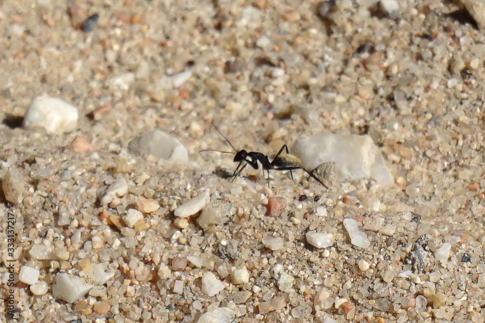 Camponotus fulvopilosus