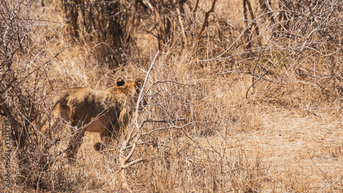  lioness running