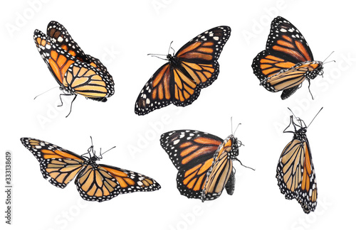 Photo Set of many flying fragile monarch butterflies on white background
