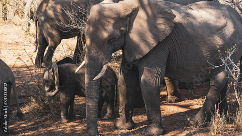 baby elephan with mothert in south africa