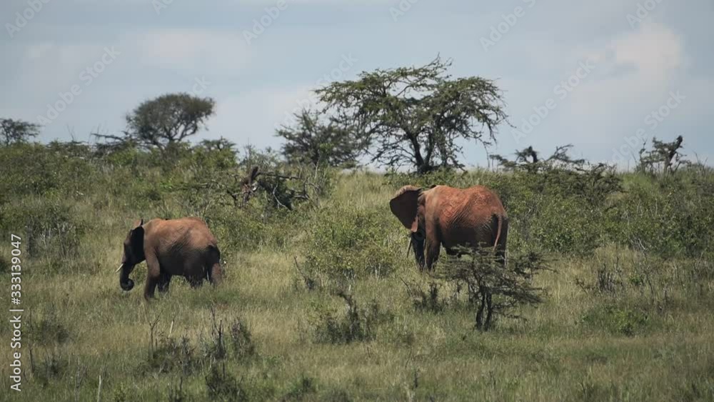 A Couple Of African Bush Elephant  In The Core Of Savannah In Kenya Under Summer Weather. -wide shot