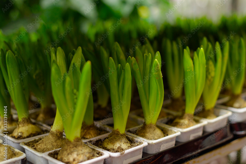 hyacinth sprouts in plastic pots as a symbol of spring hyacinth sprouts in plastic pots as a symbol of spring