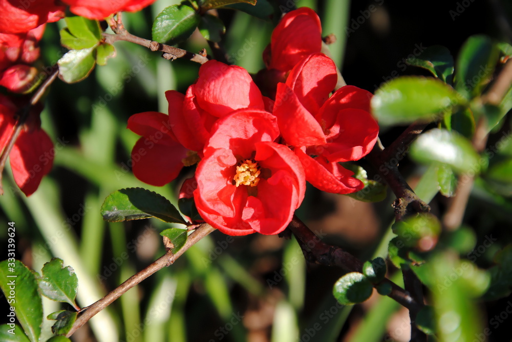 Close up of scarlet flowers of flowering quince or Chinese or Japanese quince (Chaenomeles speciosa) in early spring