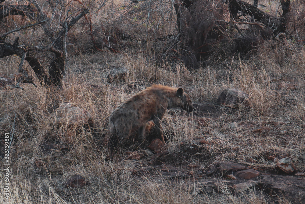 hyiena in kruger national park south africa hyiena in kruger national park south africa