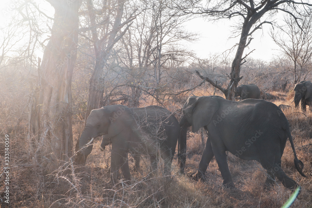 Fototapeta premium elephant in south africa