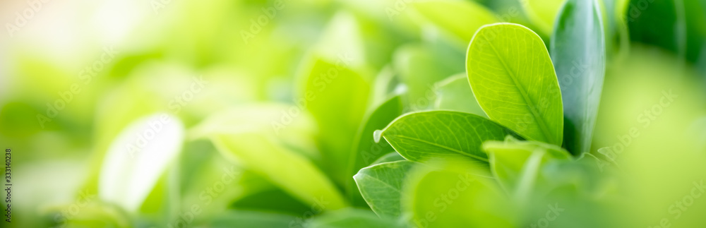 Amazing nature view of green leaf on blurred greenery background in garden and sunlight with copy space using as background natural green plants landscape, ecology, fresh wallpaper concept. Amazing nature view of green leaf on blurred greenery background in garden and sunlight with copy space using as background natural green plants landscape, ecology, fresh wallpaper concept.