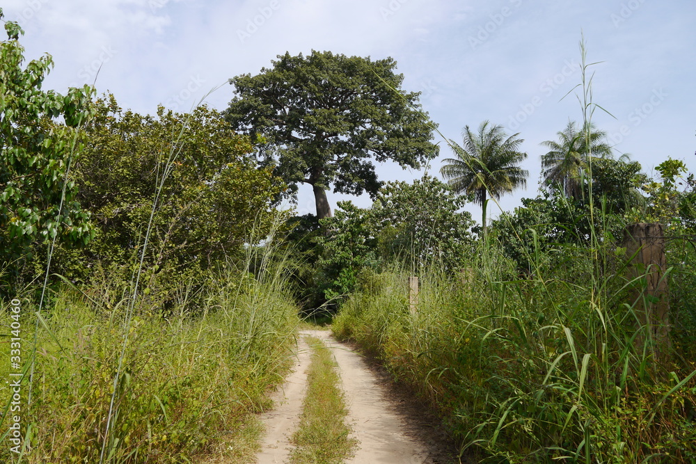 Wanderweg Afrika Gambia mit Affenbrotbaum Baobab Wanderweg Afrika Gambia mit Affenbrotbaum Baobab
