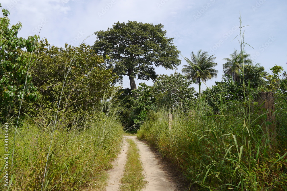 Wanderweg Afrika Gambia mit Affenbrotbaum Baobab