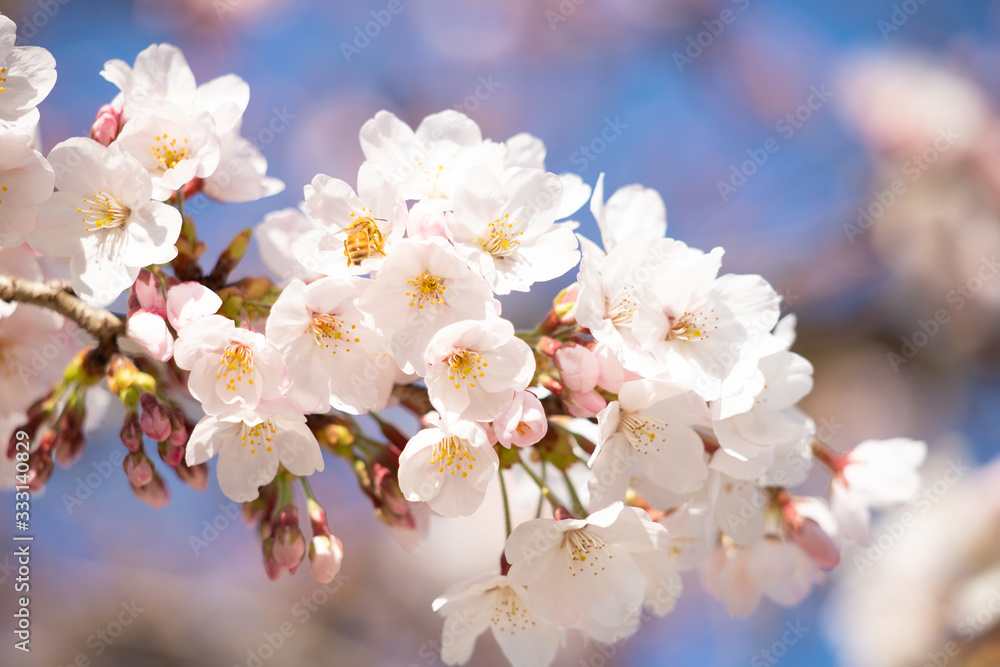 桜の咲き始め
