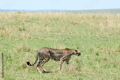 Wild African Cheetah in Masai Mara National Park in Kenya © kdreams02