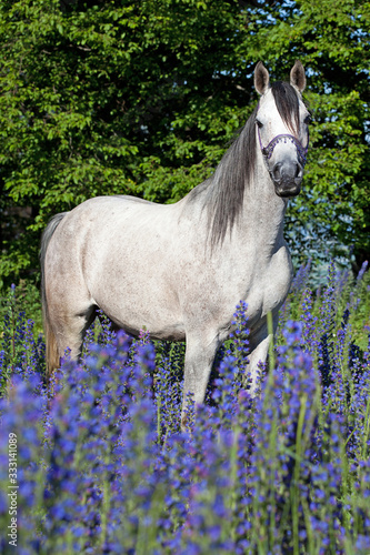 Portrait of Arabien horse in blue flowers