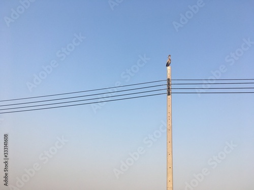Pelecanus is on a power pole waiting for the evening time.