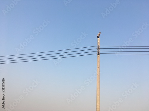 Pelecanus is on a power pole waiting for the evening time.