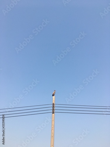 Pelecanus is on a power pole waiting for the evening time.