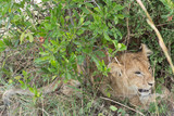 Wild Lion Cub in Masai Mara National Park in Kenya, Africa