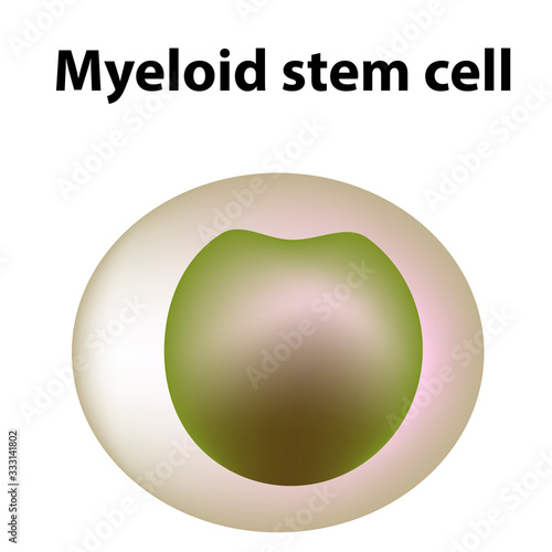 The structure of platelets. Platelets are a blood cell. myeloid, stem, cell, megakaryocyte, megakaryoblast. Infographics. Vector illustration on isolated background.