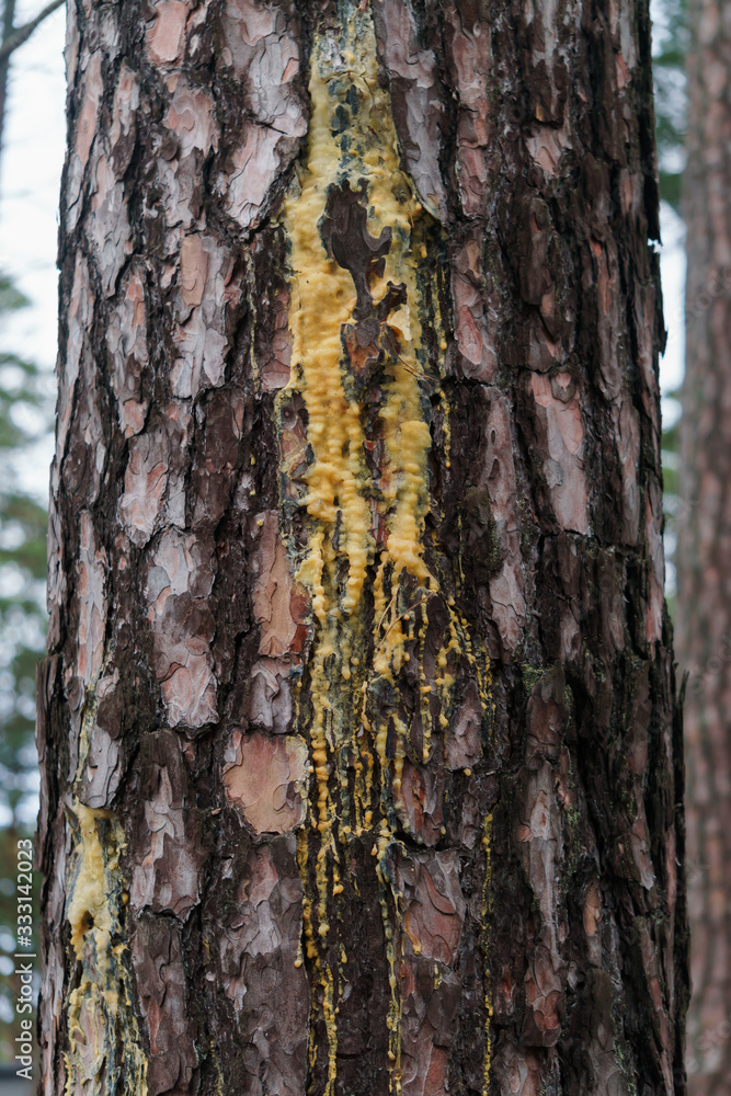 A live drops of resin flows down the bark of a pine tree trunk. A live drops of resin flows down the bark of a pine tree trunk.