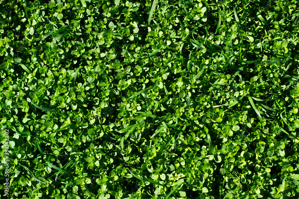 Green natural grass texture. Ideal for design. Green natural grass texture. Ideal for design.