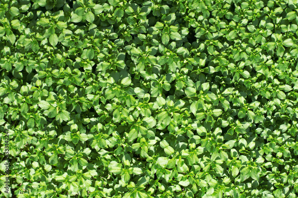 Abstract background texture. Green plants top view. Abstract background texture. Green plants top view.