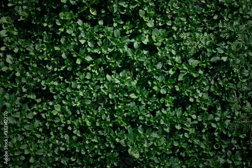 background texture. Green plants top view.