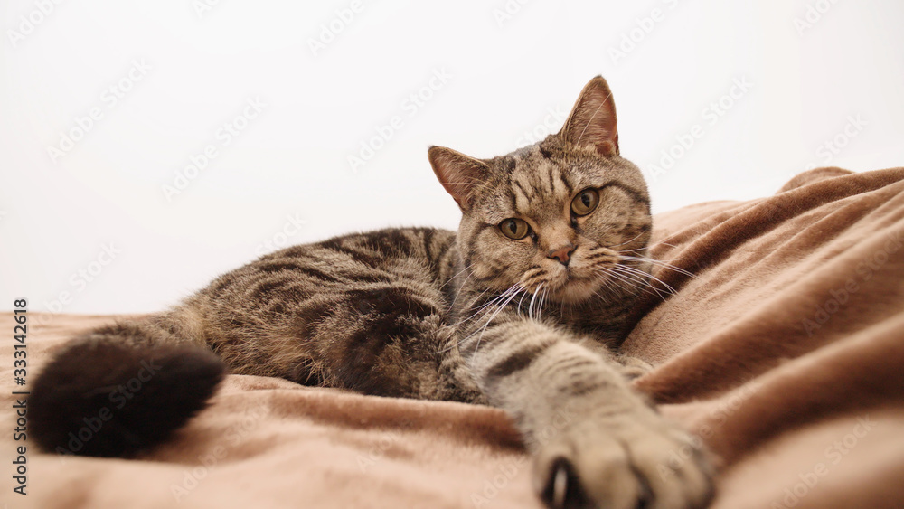 British tabby cat stretch paw towards the camera