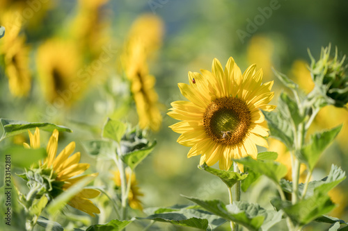 bee on sunflower