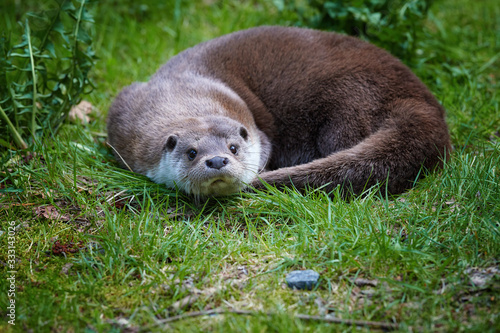 Portrait of European Otter, Lutra lutra curled up on green meadow, looking at camera. Low angle photo, side view, blurred background. Spring in Europe, flooded forest biotope.