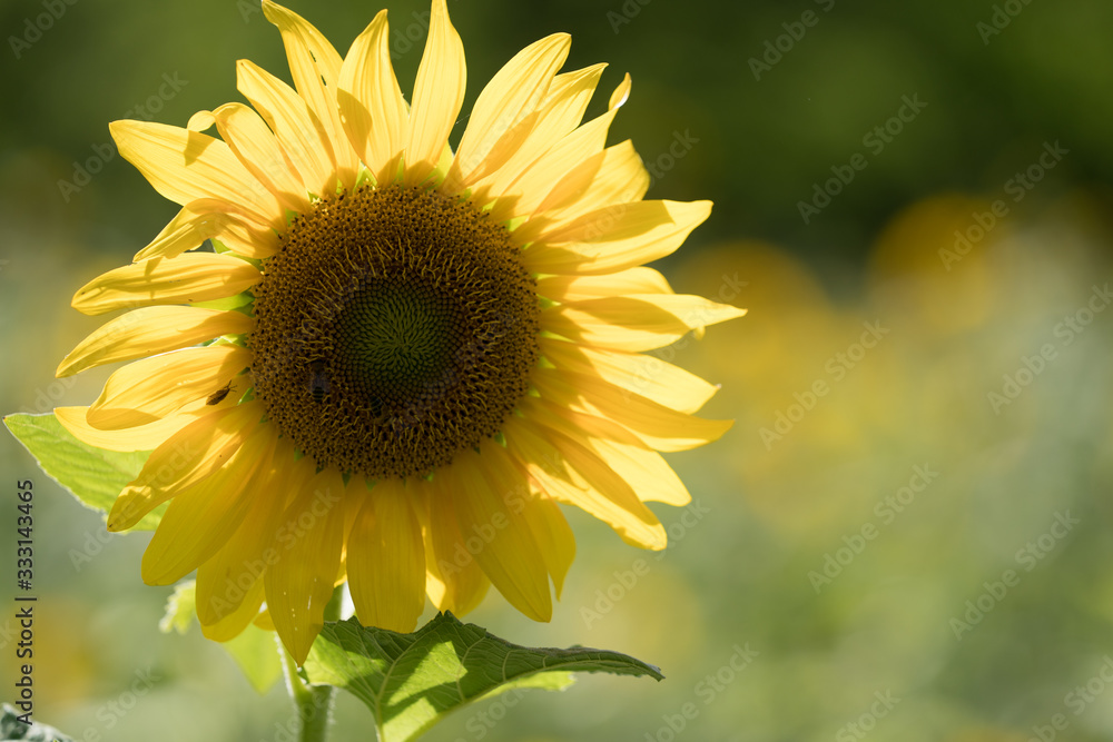 sunflower on background of blue sky sunflower on background of blue sky