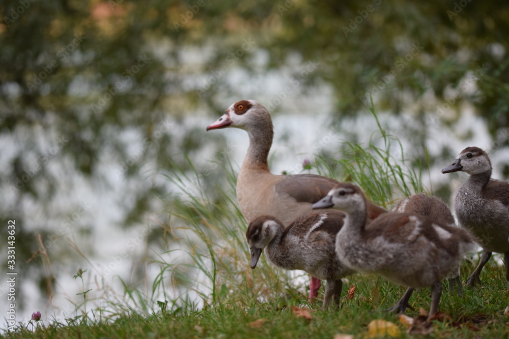 Nilgans mit ihren Küken am Rheinufer in Bad Säckingen Nilgans mit ihren Küken am Rheinufer in Bad Säckingen