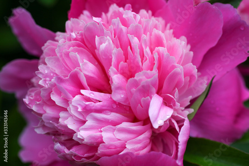 Beautiful pink peony Flowers with green Background in an english Cottage garden.