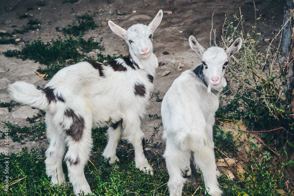 Obraz premium Gray goat with horns.white goat on the farm.Domestic goats in the pasture