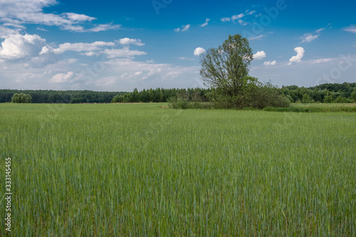 A typical panorama of the North Poland countryside with a clump of trees in the field of wheat photo