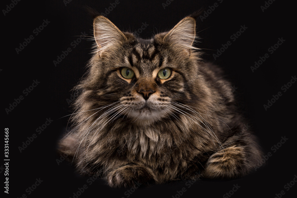 Cat Maine Coon brown blotched tabby
