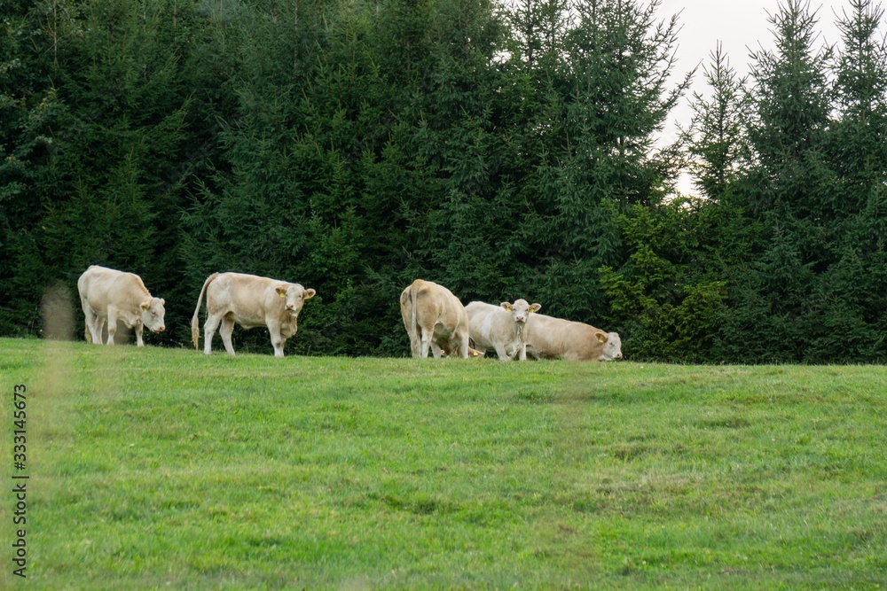 Cows feeding on the grass on the pasture or meadow. Czech Republic Cows feeding on the grass on the pasture or meadow. Czech Republic