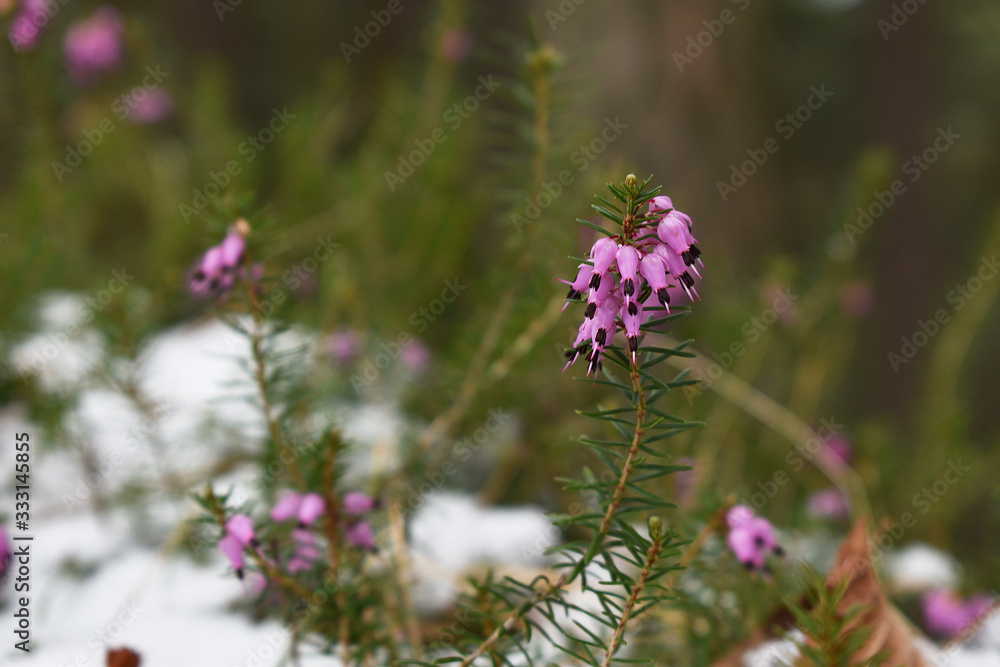 Schneeheide im frisch gefallenen Schnee, Erica carnea Schneeheide im frisch gefallenen Schnee, Erica carnea