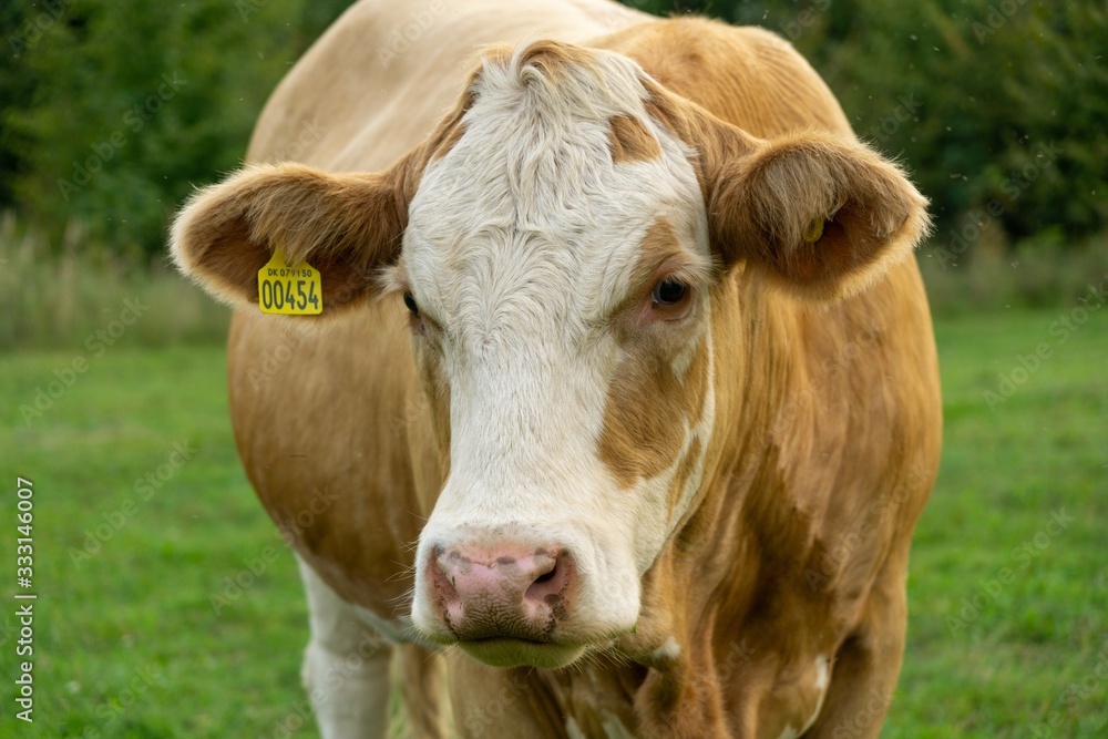 Cows feeding on the grass on the pasture or meadow. Czech Republic