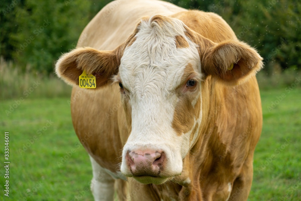 Cows feeding on the grass on the pasture or meadow. Czech Republic