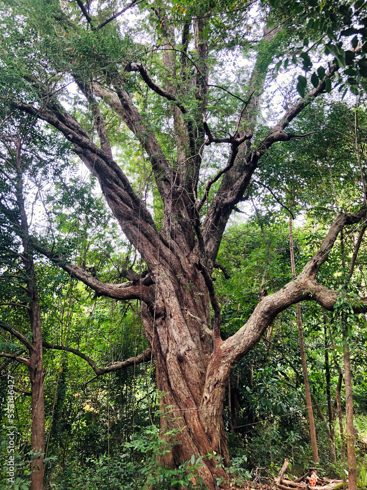 Beautiful huge tree in the Jungle of Koh Phangan Thailand - Landscape Photography Beautiful huge tree in the Jungle of Koh Phangan Thailand - Landscape Photography