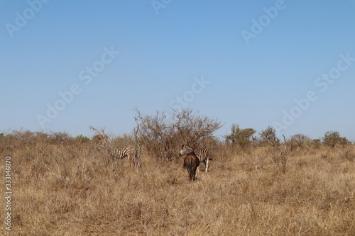 elephant in south africa