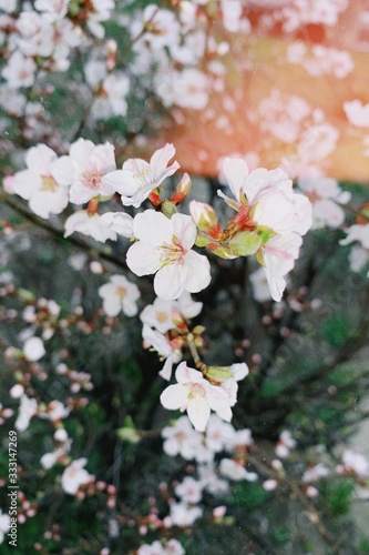 blooming cherry tree in spring