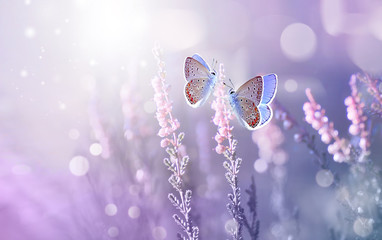 Amazing beautiful colorful natural scenery. Lavender flowers and two butterfly in rays of summer sunlight in spring outdoors on nature macro, soft focus. Atmospheric photo, gentle artistic image.