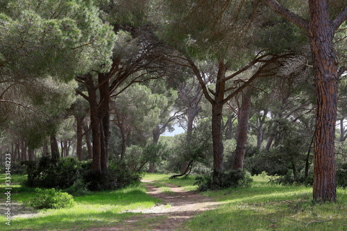 Kiefernwald im Naturpark Maremma, Grosseto, Toskana, Italien, Europa