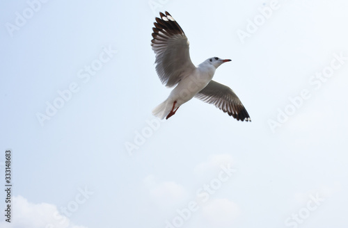 Seagull flying gracefully for prey on the coast © Yachakanit