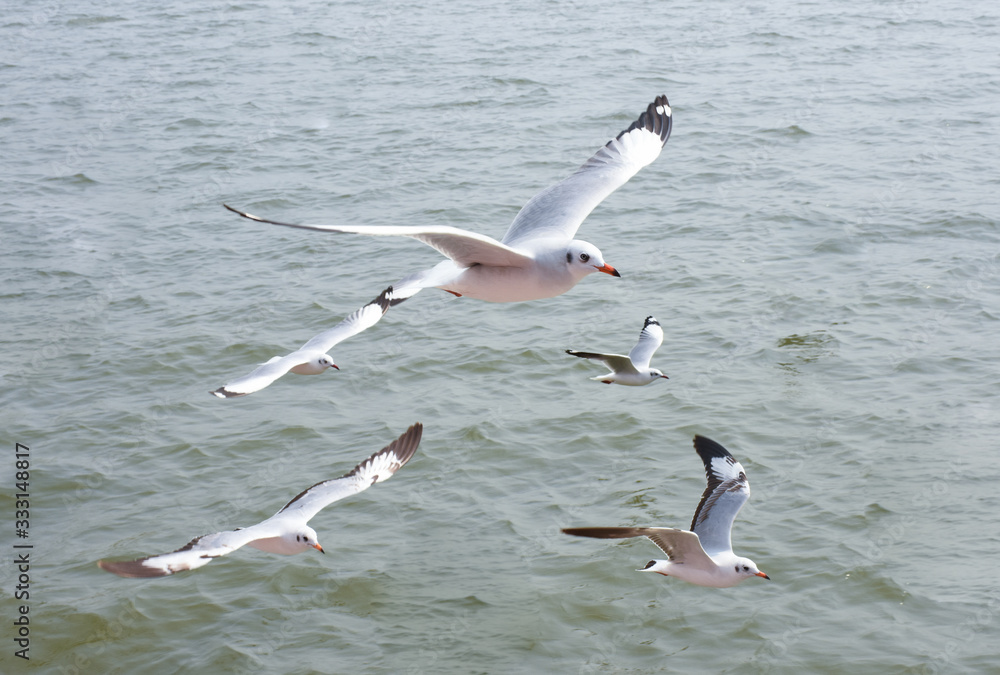 Seagulls flying gracefully for prey on the coast Seagulls flying gracefully for prey on the coast