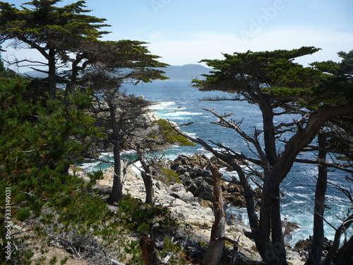 CA Cypress Trees