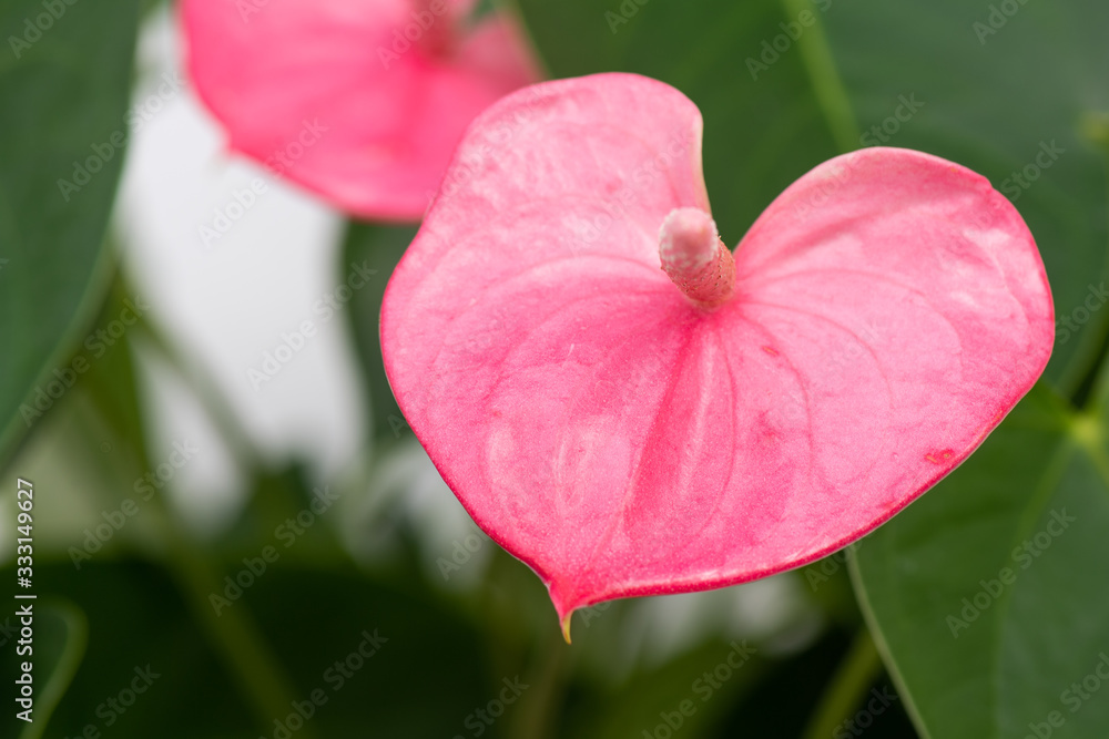 Anthurium Rosa Anthurium Rosa