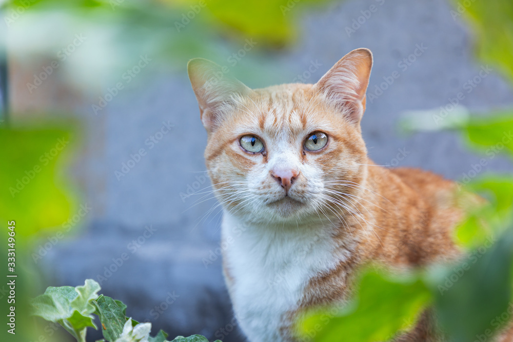 Cute domestic cat. Thai orange and white cat. Cute domestic cat. Thai orange and white cat.